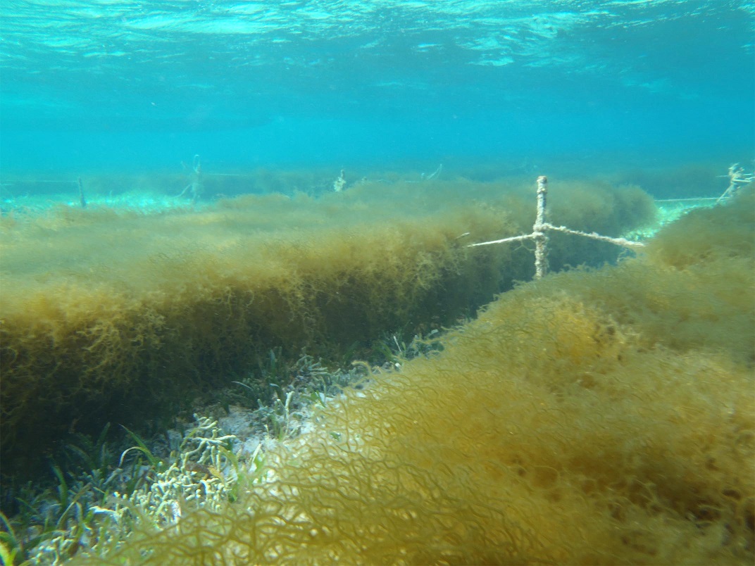 美ら海の水中に広がる本物の生もずく畑
